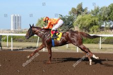 dubai-horse-racing-jebel-ali-racecourse-dubai-united-arab-emirates-shutterstock-editorial-1005...jpg